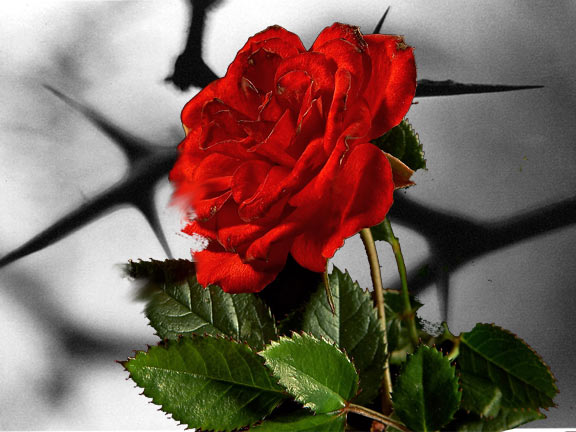 Pictures Of Roses With Thorns. I like the thorns. The rose